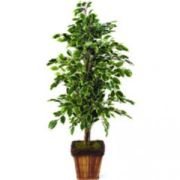 FF Artificial Ficus Wicker Pot 9900129