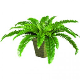 FF Artificial Boston Fern Wooden Pot